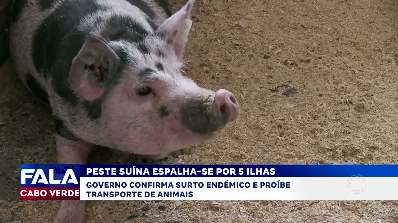 Surto de peste suína atinge cinco ilhas e obriga a restrições severas | Fala Cabo Verde