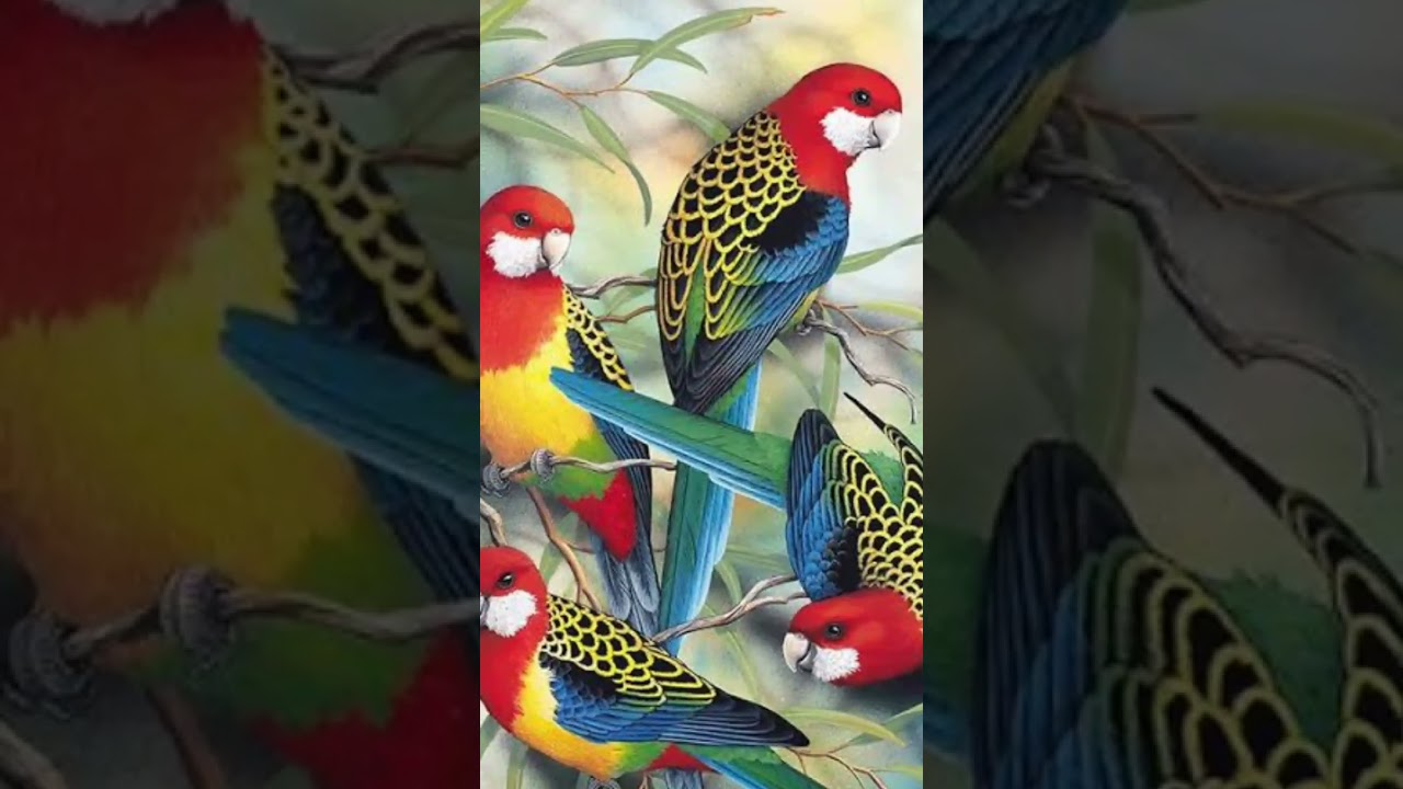 AVES LINDAS DO BRASIL #avesdobrasil #aves