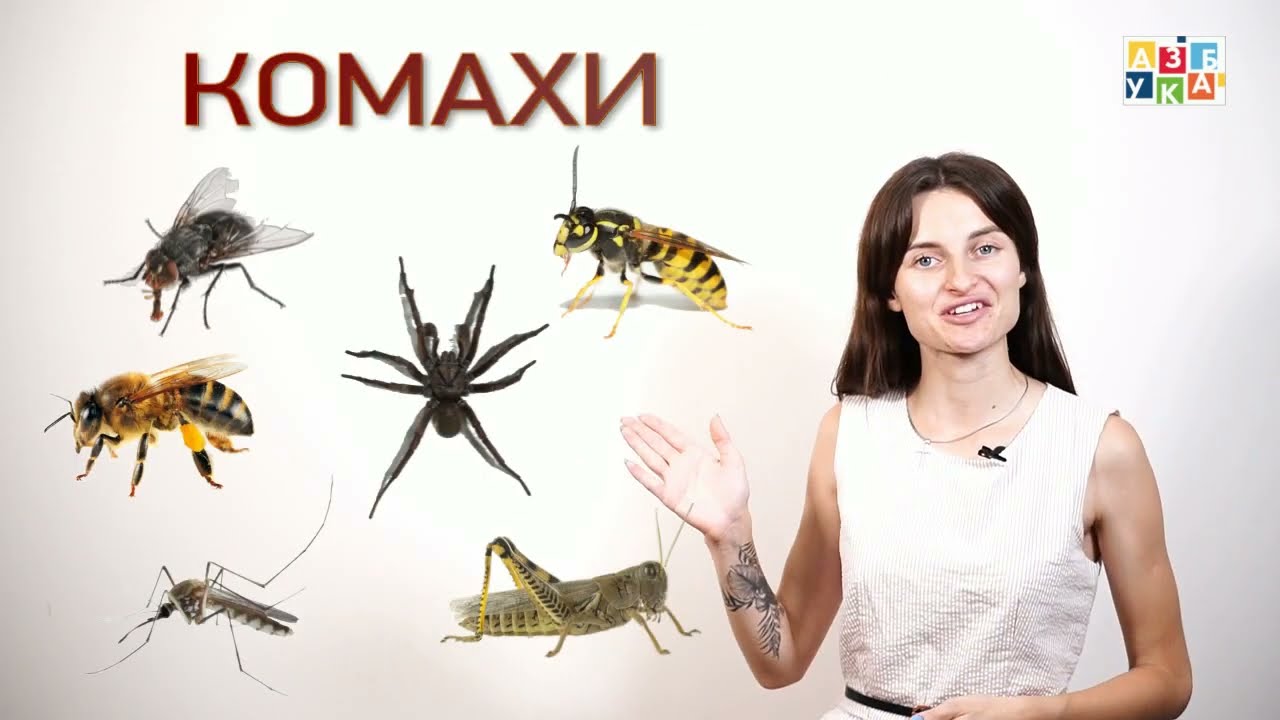 КОМАХИ. Я досліджую світ 1 клас.