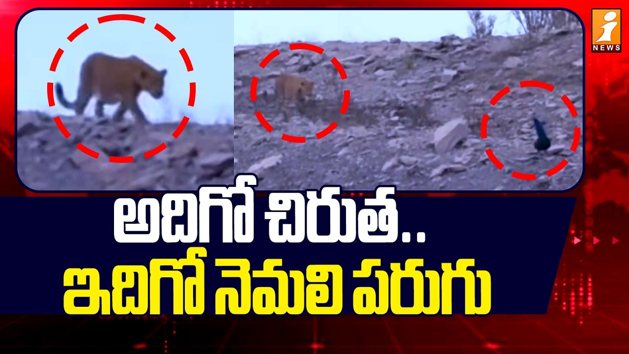 అదిగో చిరుత.. ఇదిగో నెమలి పరుగు | Cheetah | Nandyala district | iNews