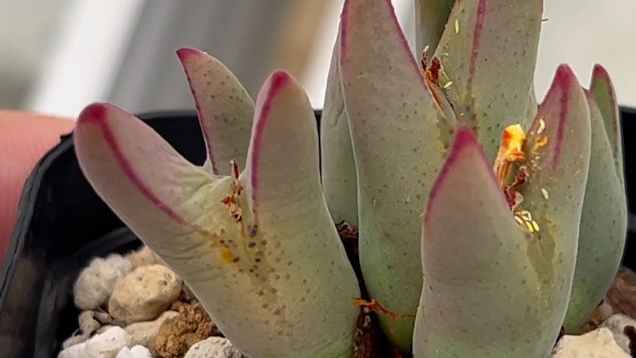 🌿 Когда Conophytum bilobum выглядит особенно красиво? 🍁