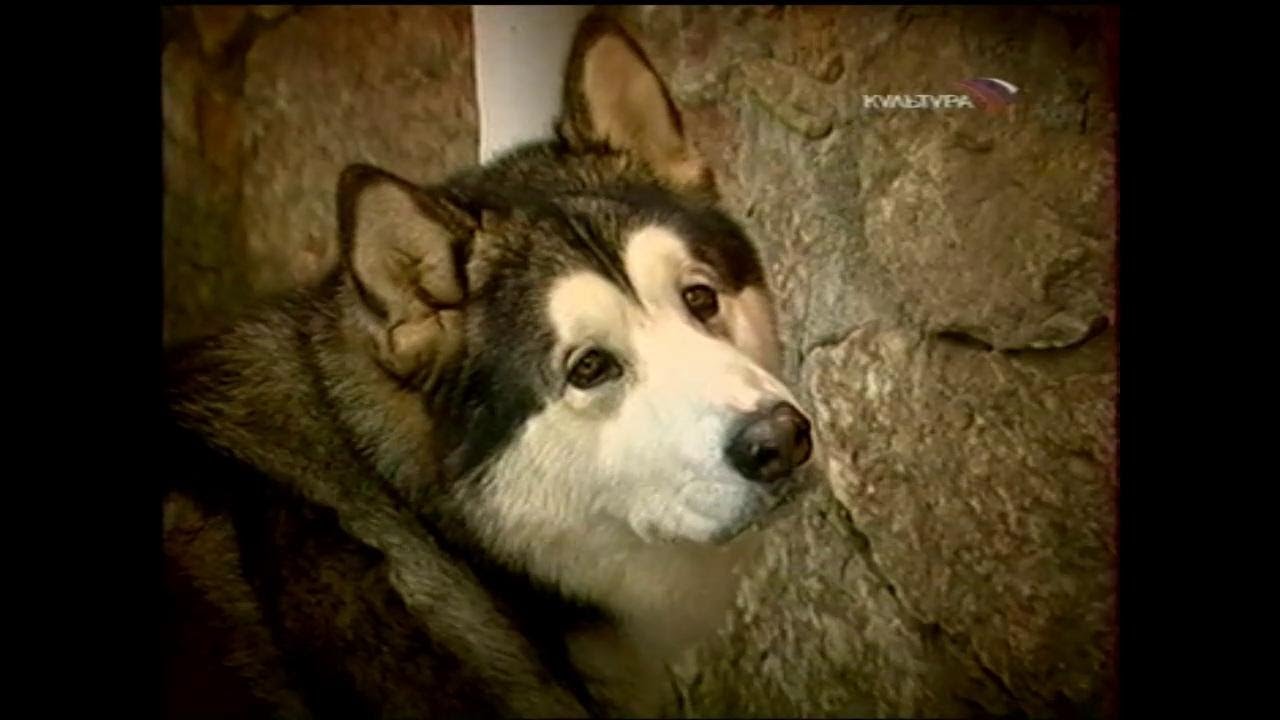 ЮРИЙ СТОЯНОВ В ПРОГРАММЕ 