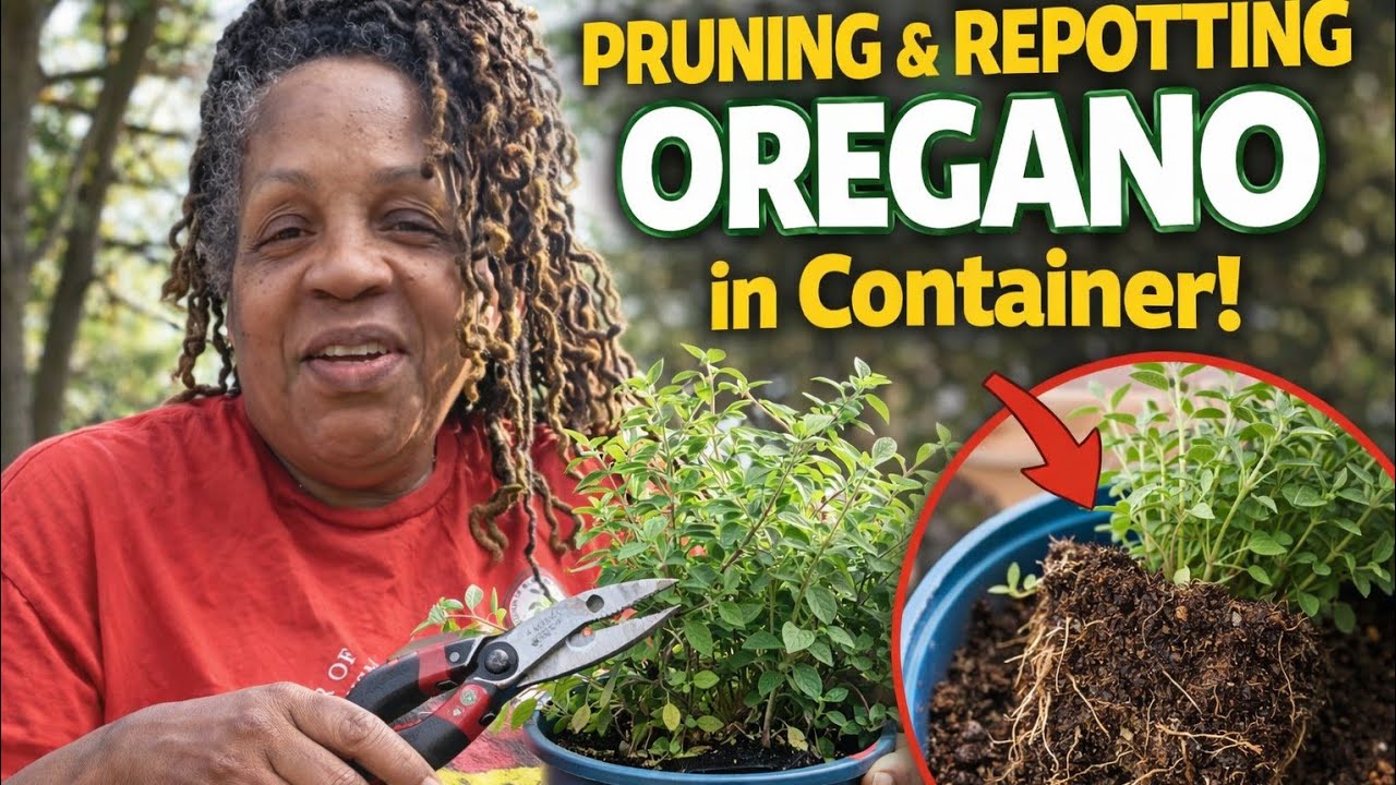 Pruning & Repotting Oregano in Container