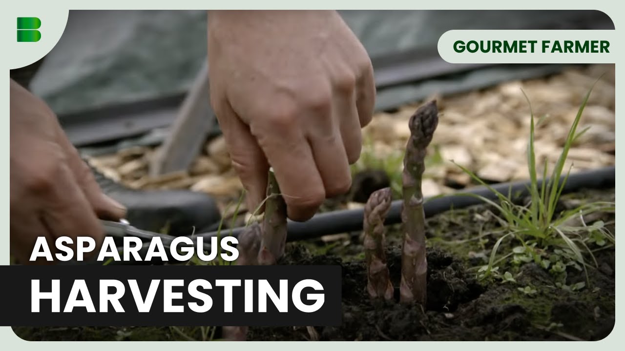Harvesting Fresh Asparagus on the Farm! | Gourmet Farmer