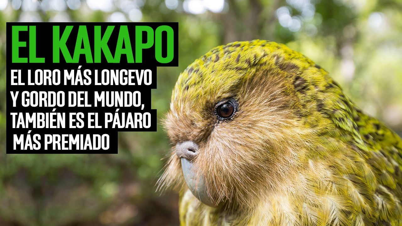El kakapo, el loro m&aacute;s longevo y gordo del mundo, tambi&eacute;n es el p&aacute;jaro m&aacute;s premiado.