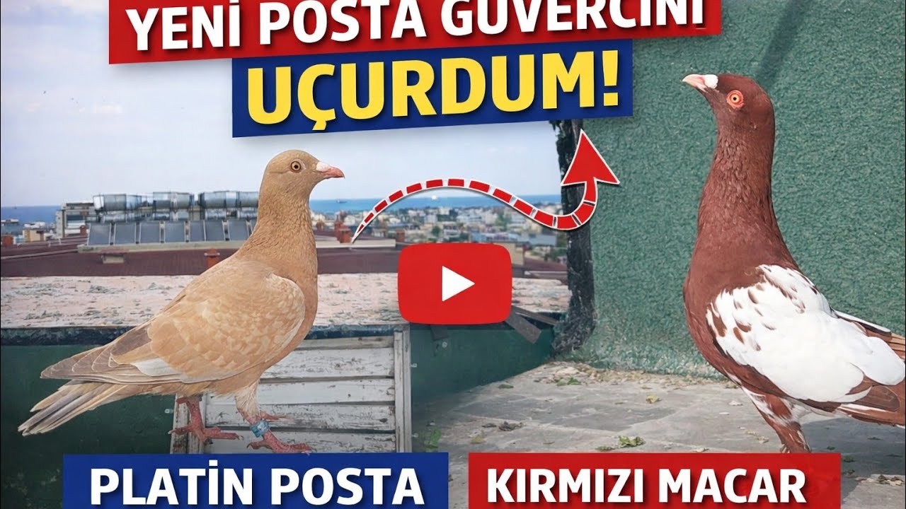 KIRMIZI MACAR VE PLATİN GARİP BIRAKTIM TUTSAK VAR