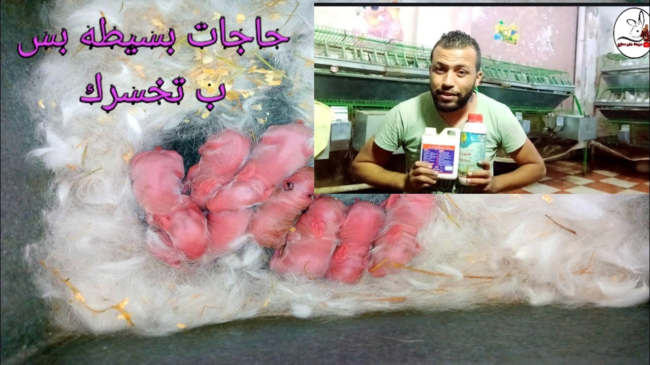 اسباب صغر حجم خلفه الارانب كلها عندك في المزرعه السبب وطريقه العلاج للارانب