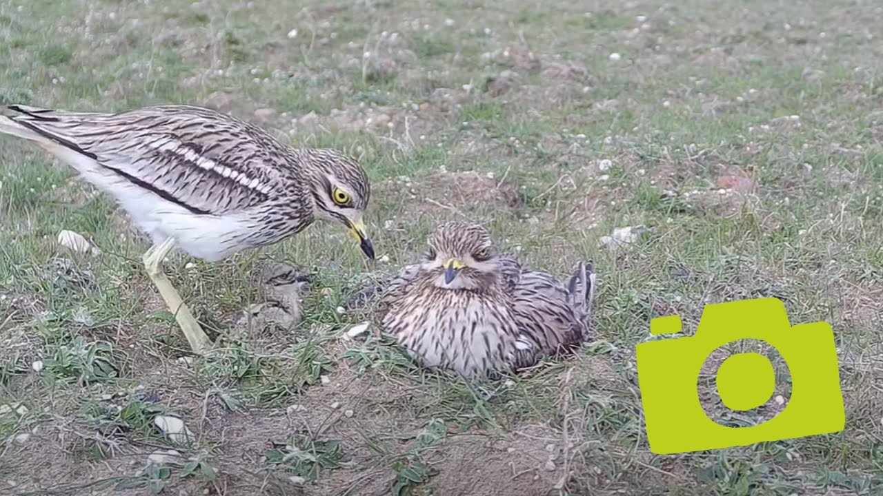 Stone curlews having a wholesome family moment 💚 One of the UK's rarest breeding birds!