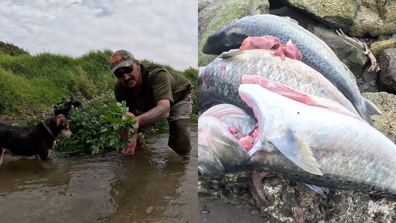 One Day of Gathering & Fishing - Epic Catch and Cook