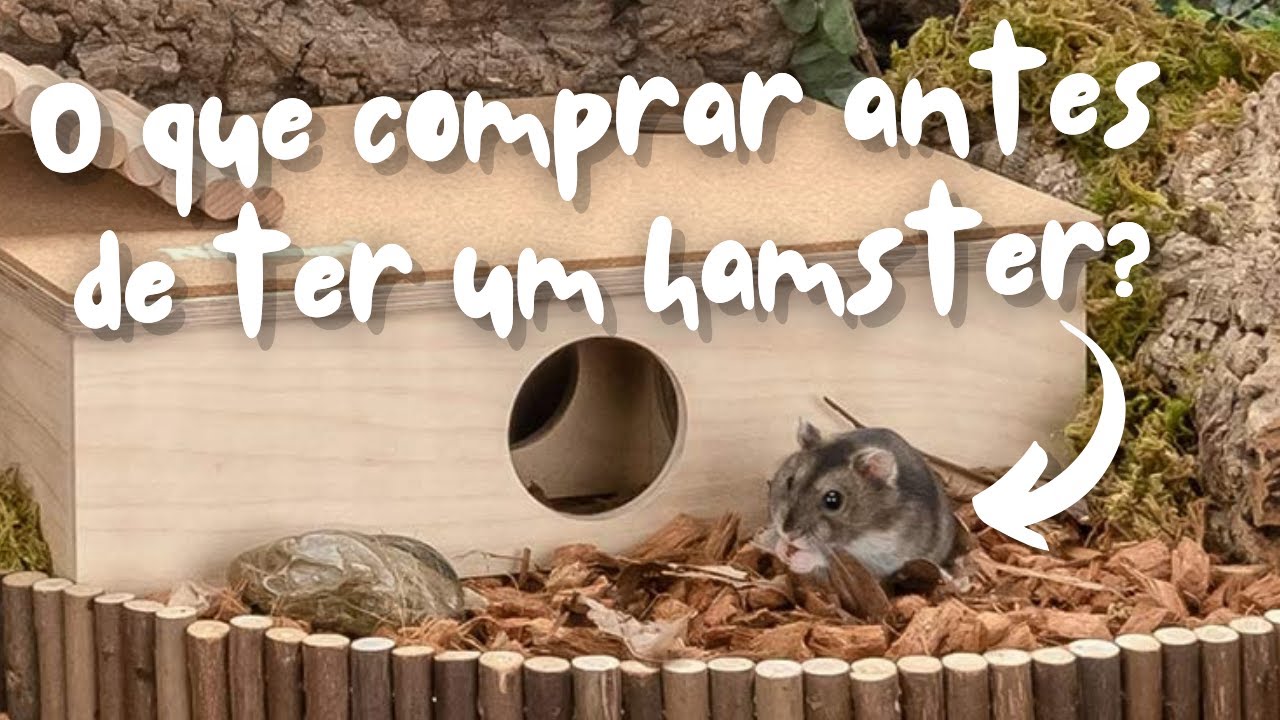 Tudo que você vai precisar se quiser ter um hamster | Cuidados com Hamsters pra Tutores Iniciantes 🐹