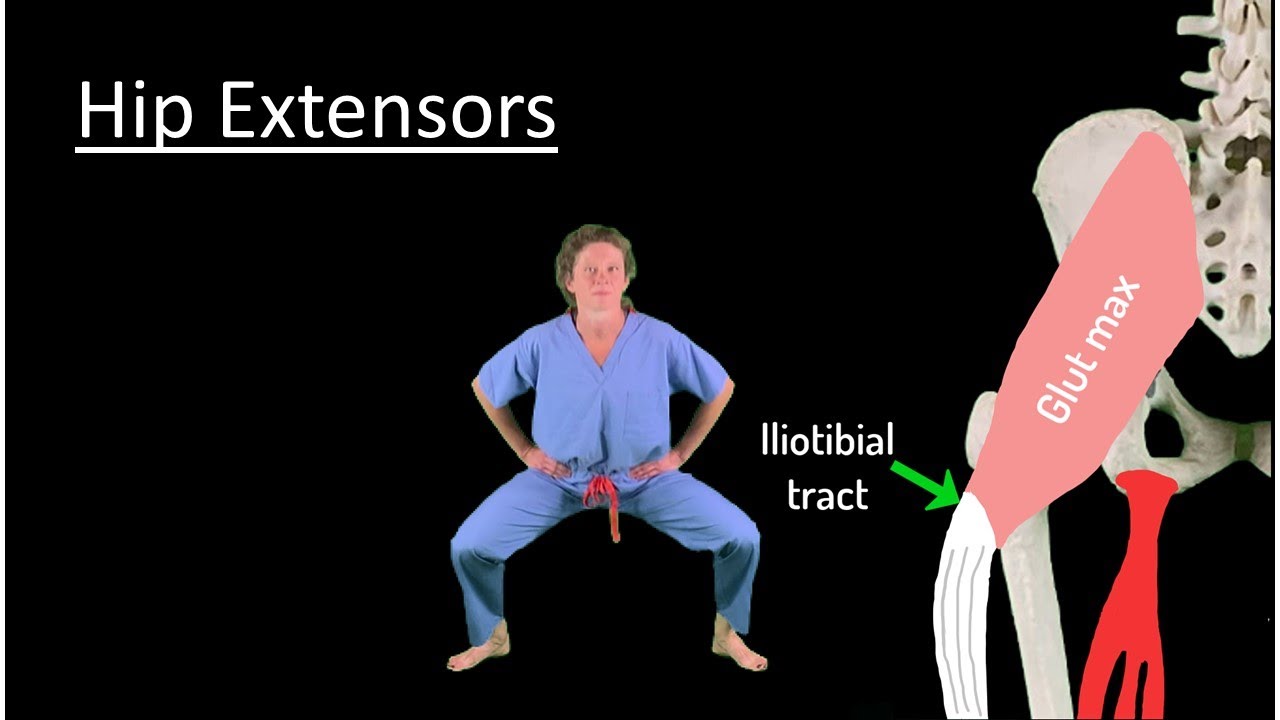 Neuromuscular Anatomy of the Lower Limb