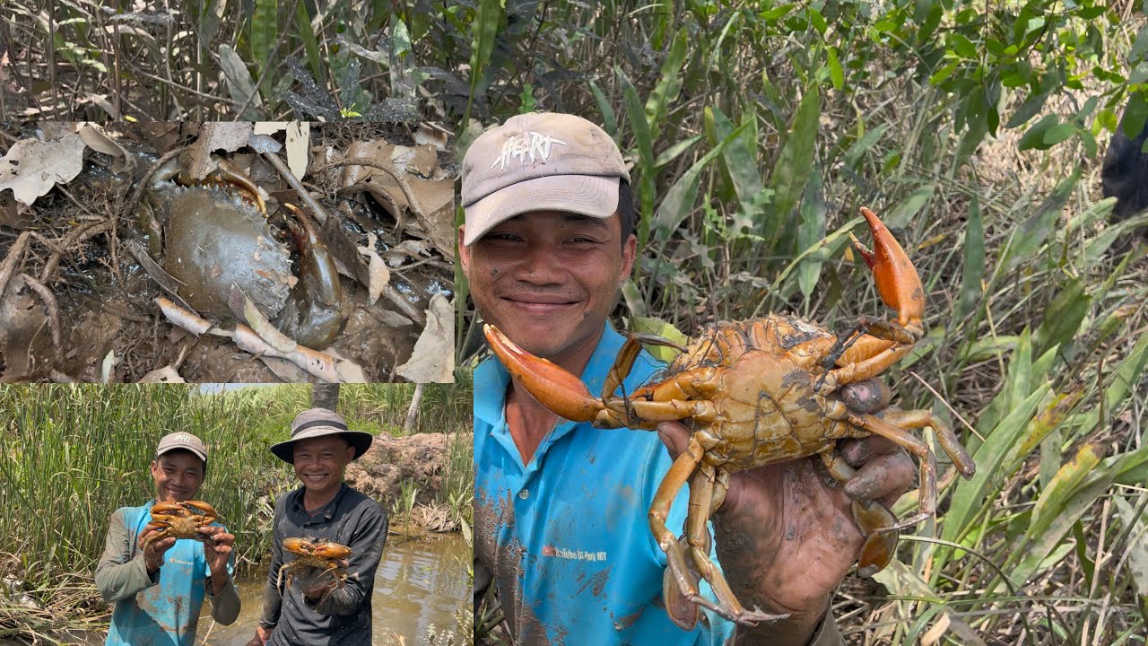 Toàn Là Cua Ngon ,,Trú Ẩn Ở Khu Rừng Ráng / Út Quý MT-423