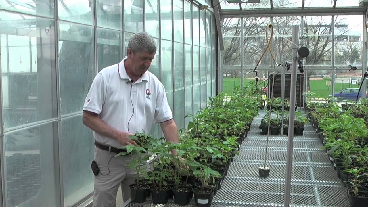 Amaranthaceae in Ohio 2015 part 3 Waterhemp tall/common
