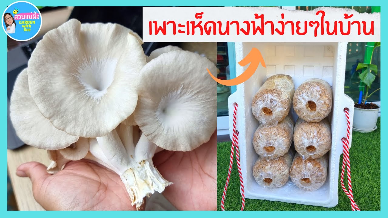 วิธีเพาะเห็ดนางฟ้าไว้กินเองที่บ้านแบบง่ายๆ  เห็ดนางฟ้าในกล่องโฟม ดอกใหญ่ มีเห็ดกินตลอดปี|สวนแม่ผึ้ง