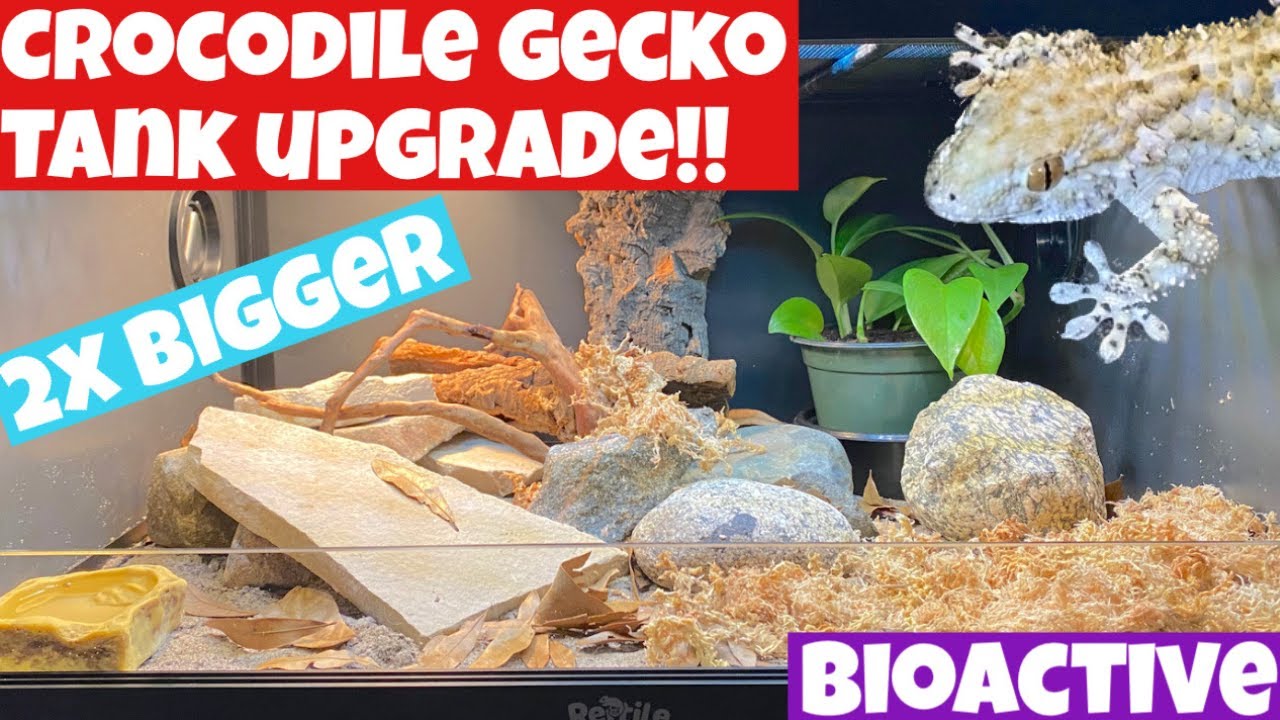 CROCODILE GECKO BIOACTIVE ENCLOSURE BUILD!!