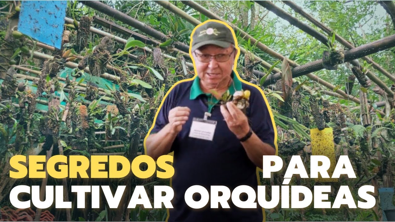 COMO CULTIVAR ORQUÍDEA?? - SEGREDOS E TÉCNICAS -  Masuji Kayasima