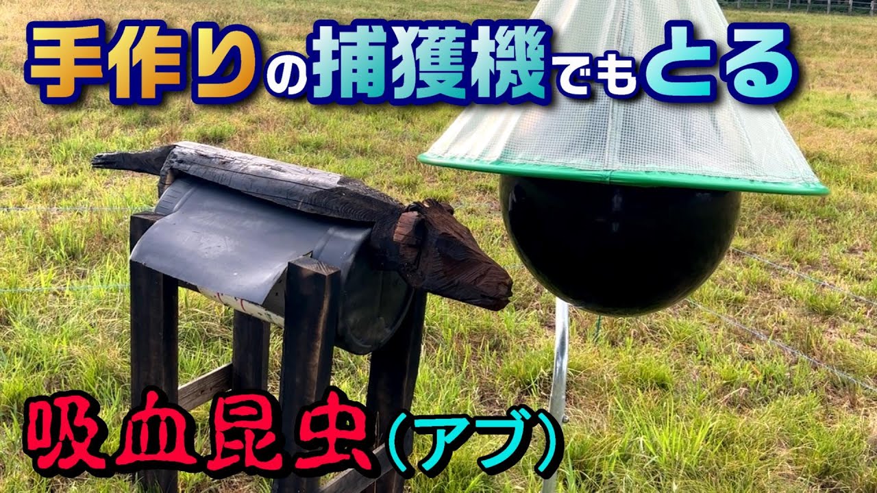 放牧場に現れた吸血昆虫から牛を守る