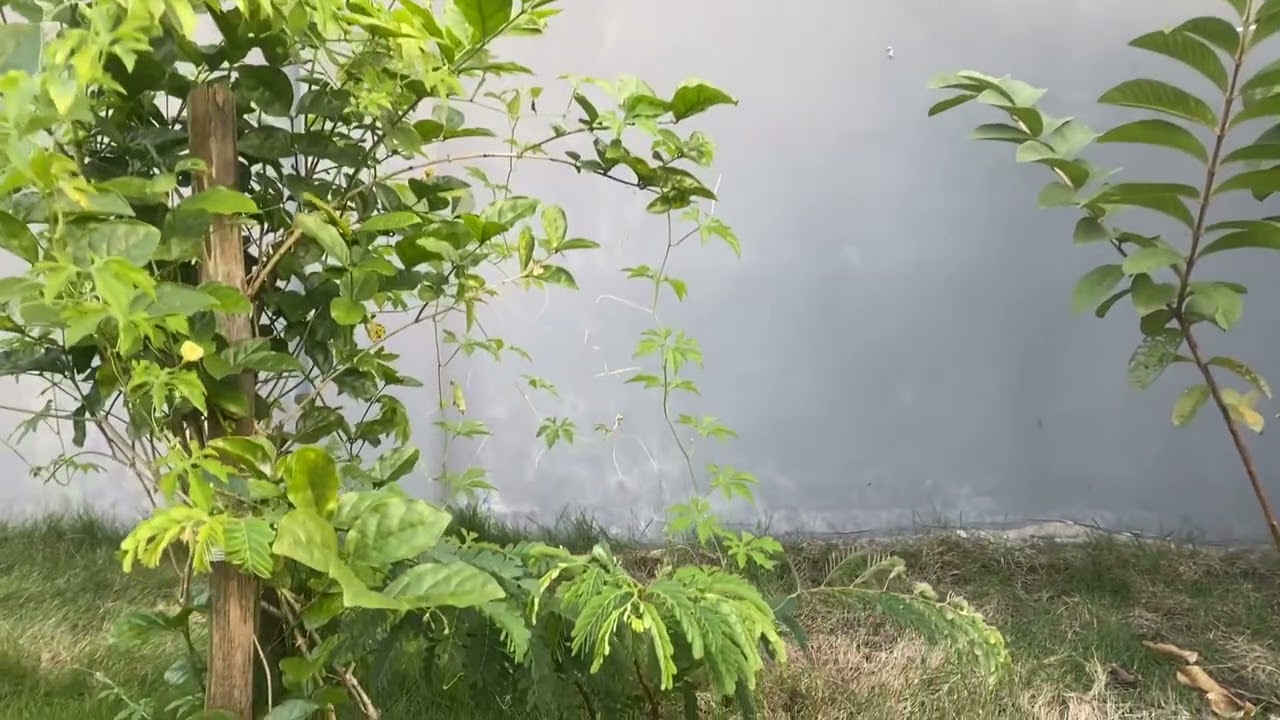 1 year old my small garden 🪴 