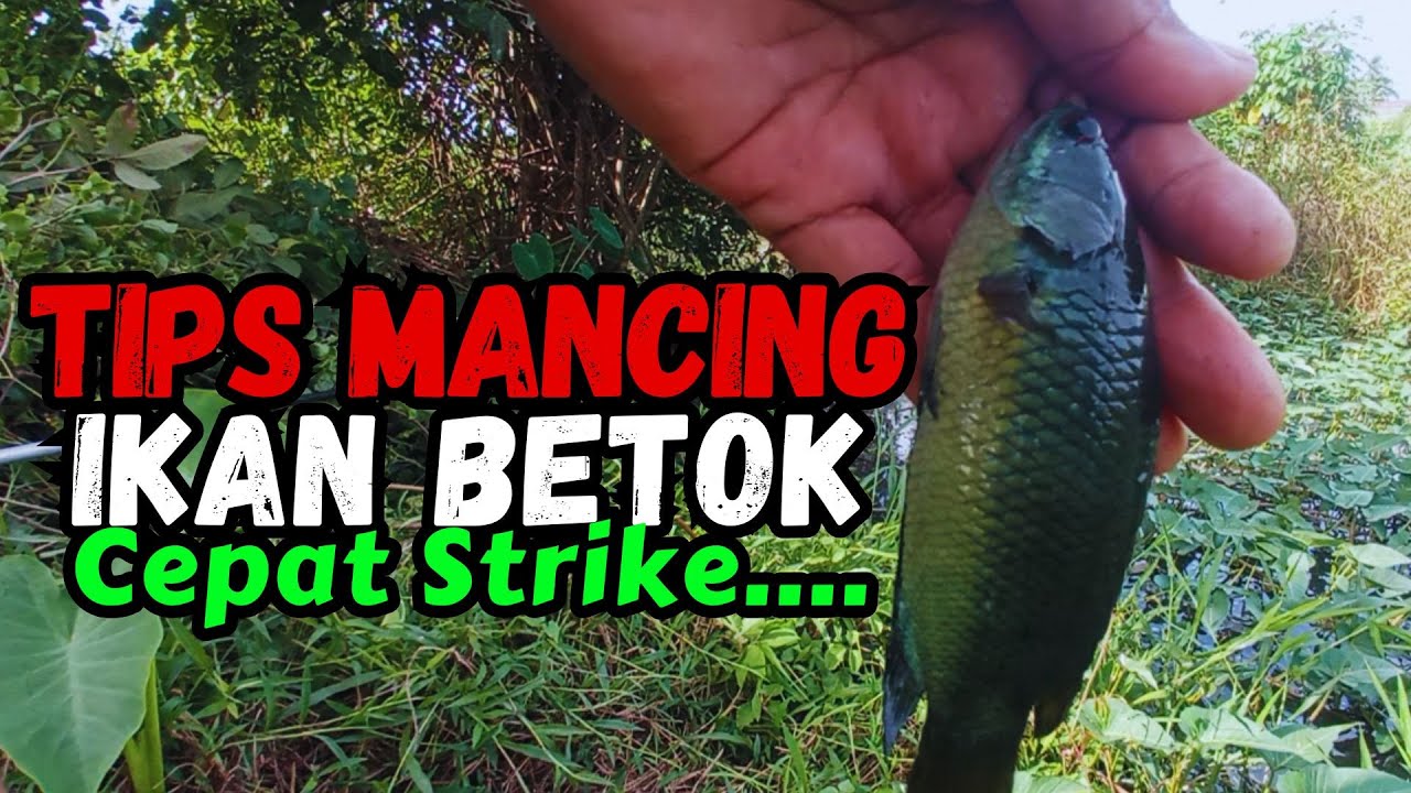Terbukti Ampuh! Cara Mancing Ikan Betok Biar Cepat Dapat Banyak