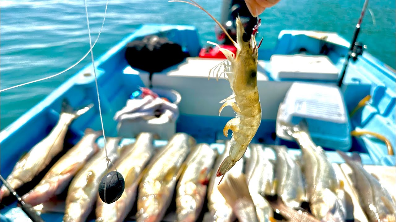 Pesca de RÓBALOS y PARGOS GRANDES || CAMARON VIVO.