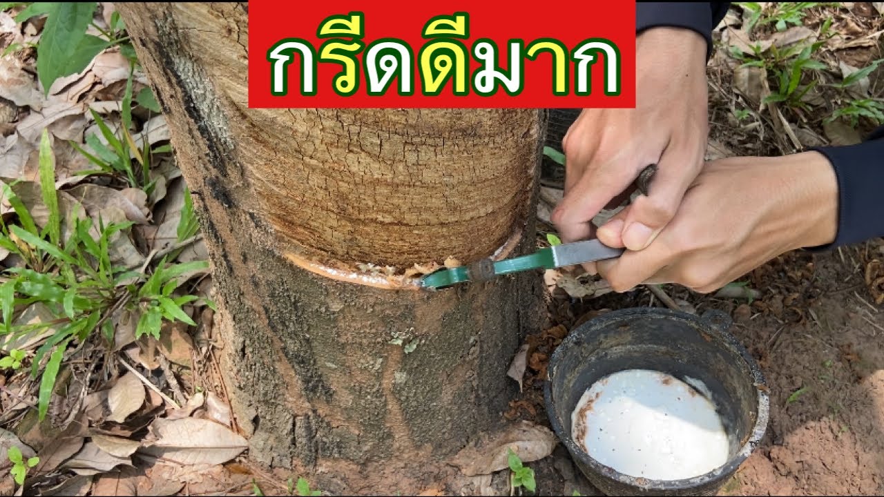 ทดสอบมีกรีดยางนกเงือก เปลี่ยนใบมีด