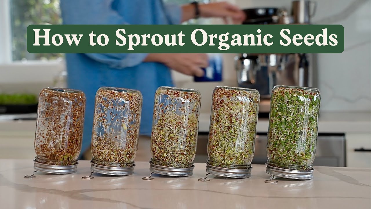 The Best Way to Sprout Seeds - Jar Method