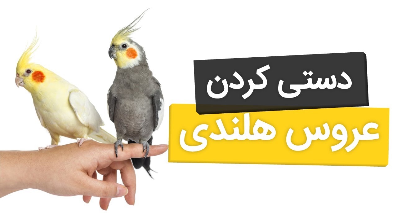 چگونه عروس هلندی را دستی کنیم (جلب اعتماد و دوست شدن با عروس هلندی)