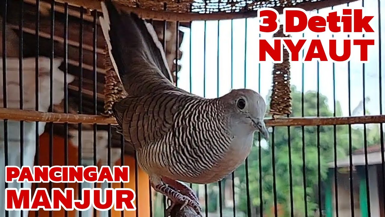 Perkutut lokal gacor PANCINGAN MANJUR 3 Detik Pasti nyaut 