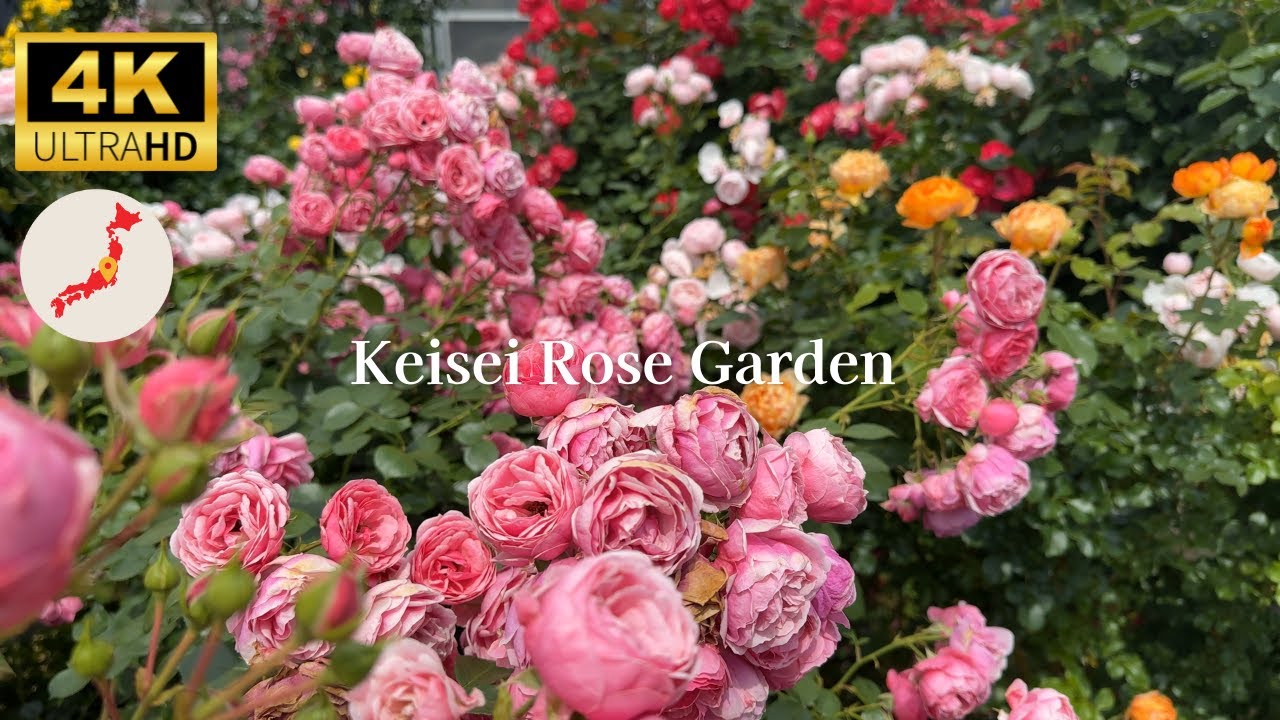 【4K HDR】Keisei Rose Garden 2024 Spring. #京成バラ園 #rose