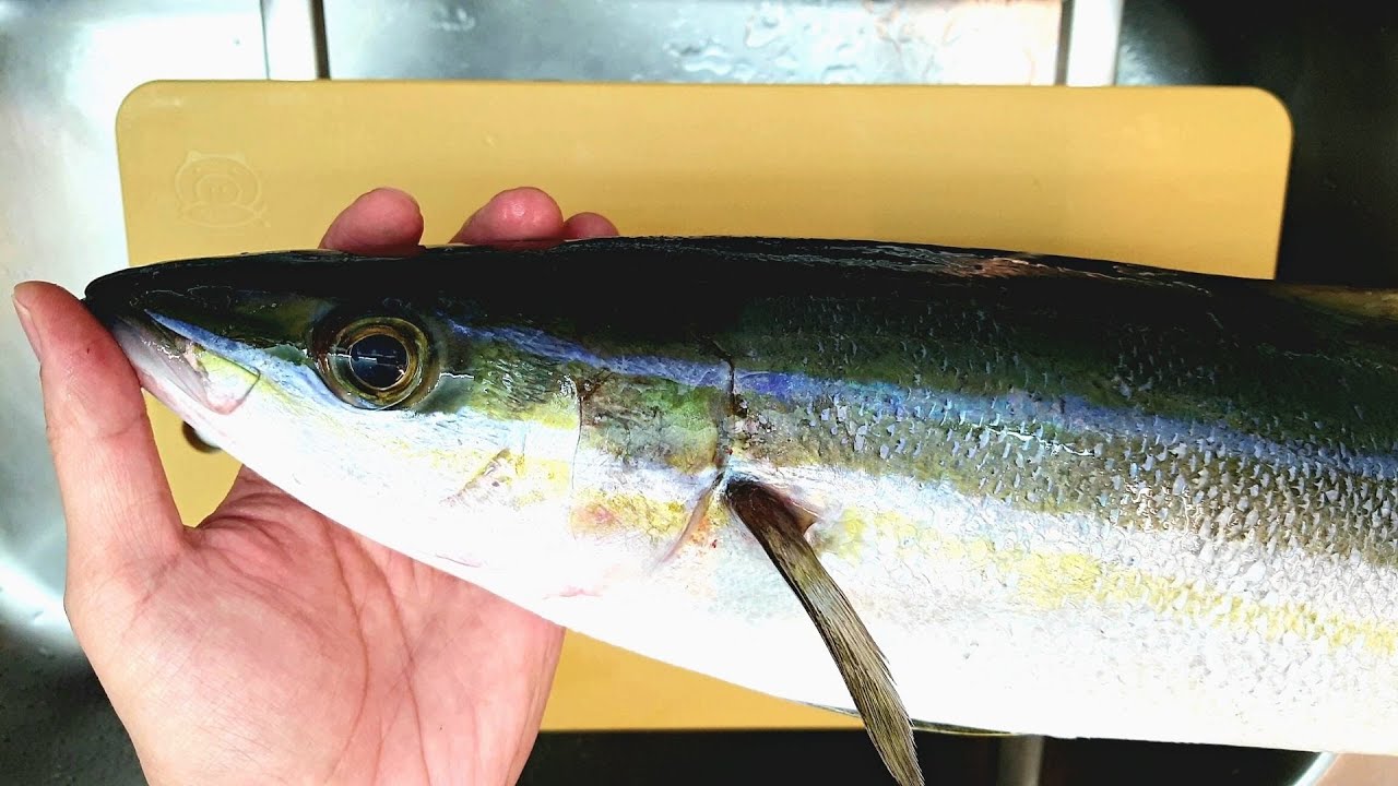 雙帶鰺熟成5日生魚片。| 腦絞的具體位置