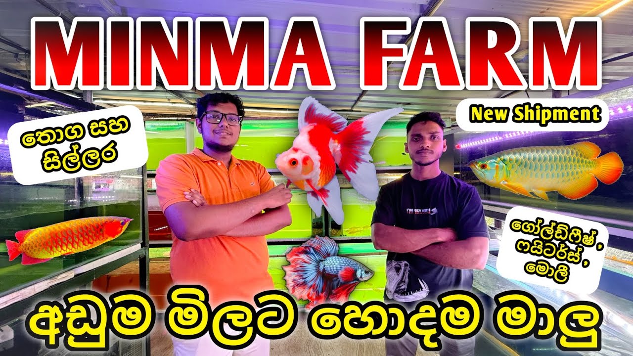 අඩුම මිලට හොදම මාලු ගන්න සුපිරි තැනක් 😍 | Minma Farm එකට ගිය ගමන 😋❤️ Aquarium Tour & Farm Tour 💥 