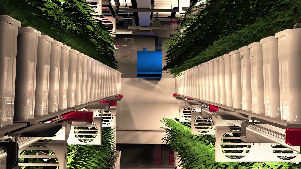 BioCube Container 4.0 - Cannabis Growing System