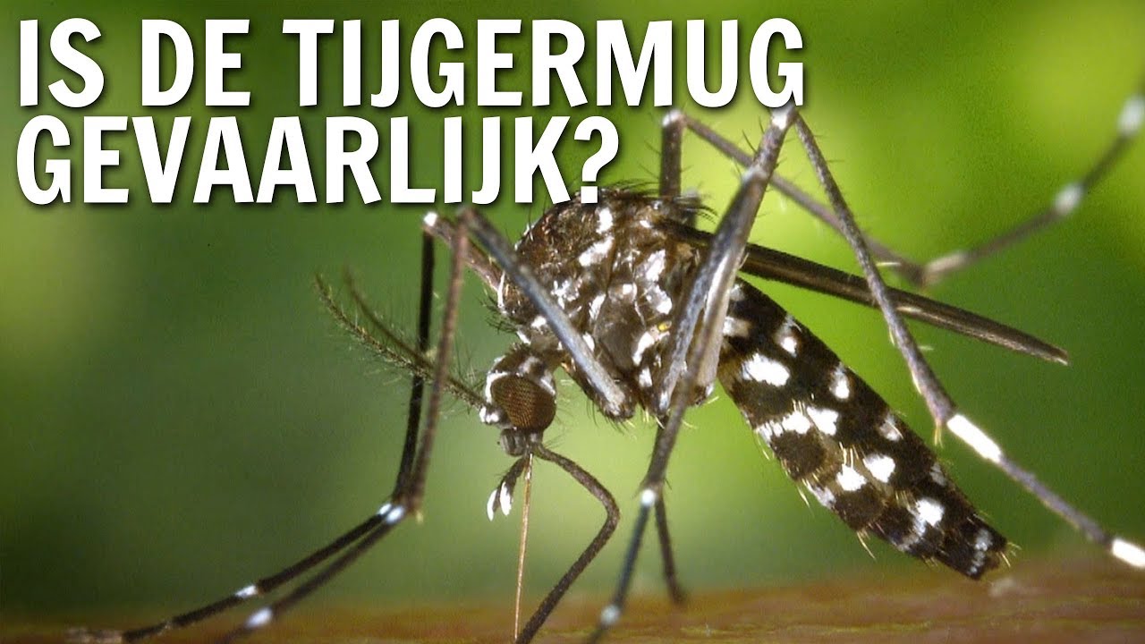 Is de tijgermug gevaarlijk? | De Buitendienst over de Tijgermug