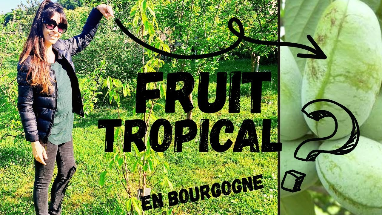 L'arbre Fruitier au goût Tropical....en Bourgogne! Découvrez l'asiminier - Paw Paw !!!