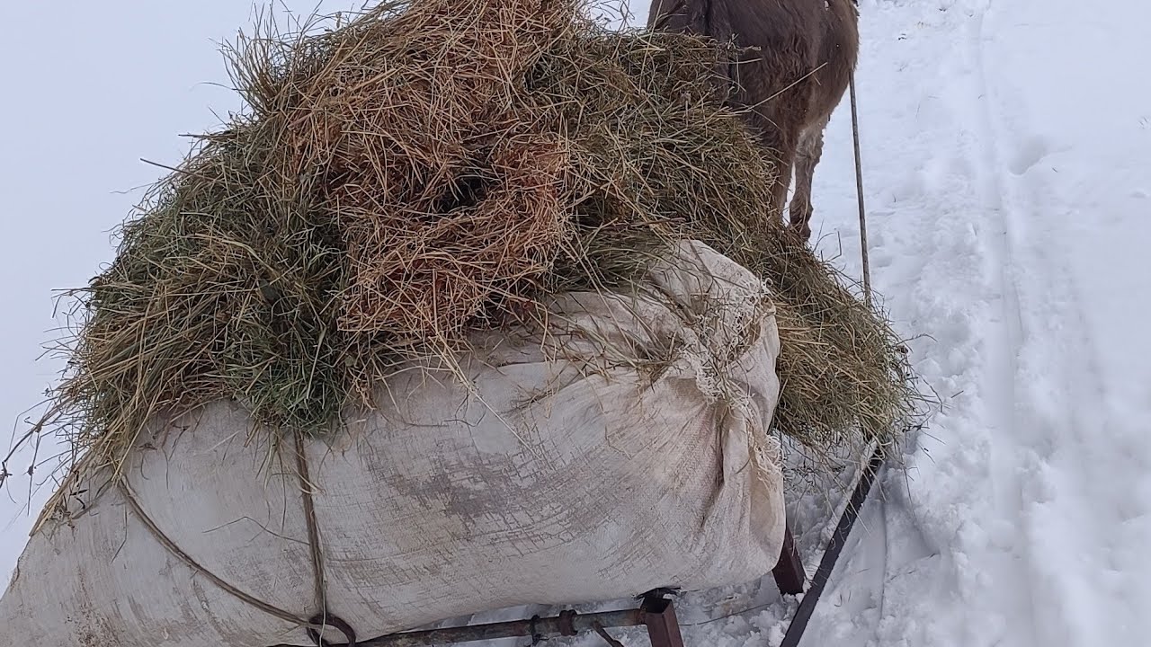 Köyde yaşam TV ye hoşgeldiniz her gün yeni bir videola karşınızdayız 