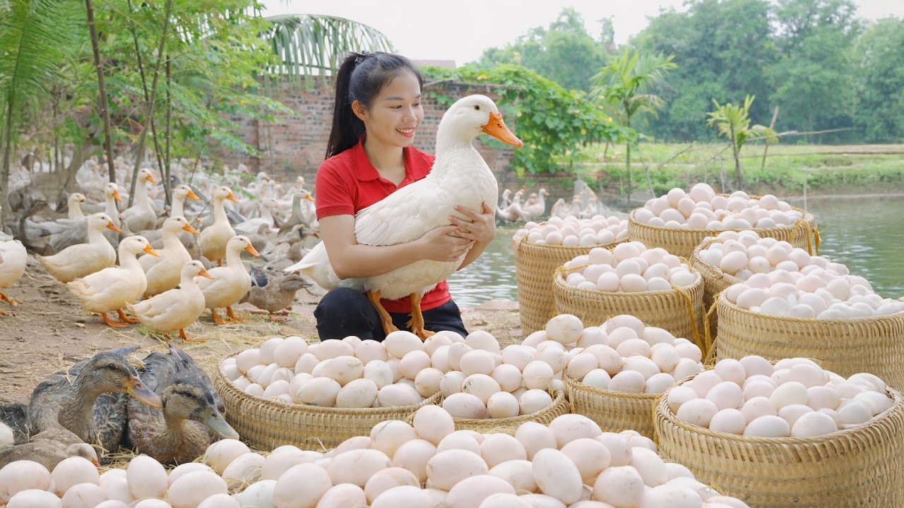 TIMELAPSE -- Selling A Flock Of Ducks Weighing 100kg & Harvesting Over 1000+ Duck Eggs