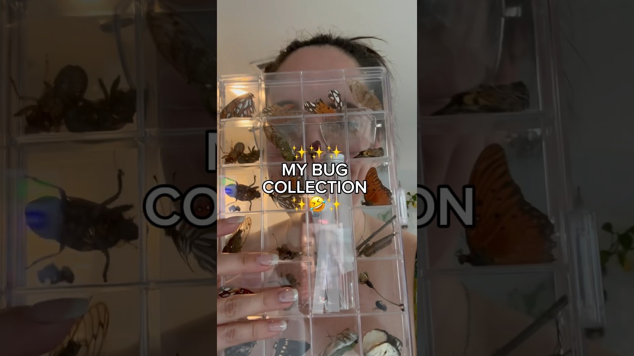 Who else collects insects? #gardening #bugcollection #collections #nature #bugs #cicada #butterfly