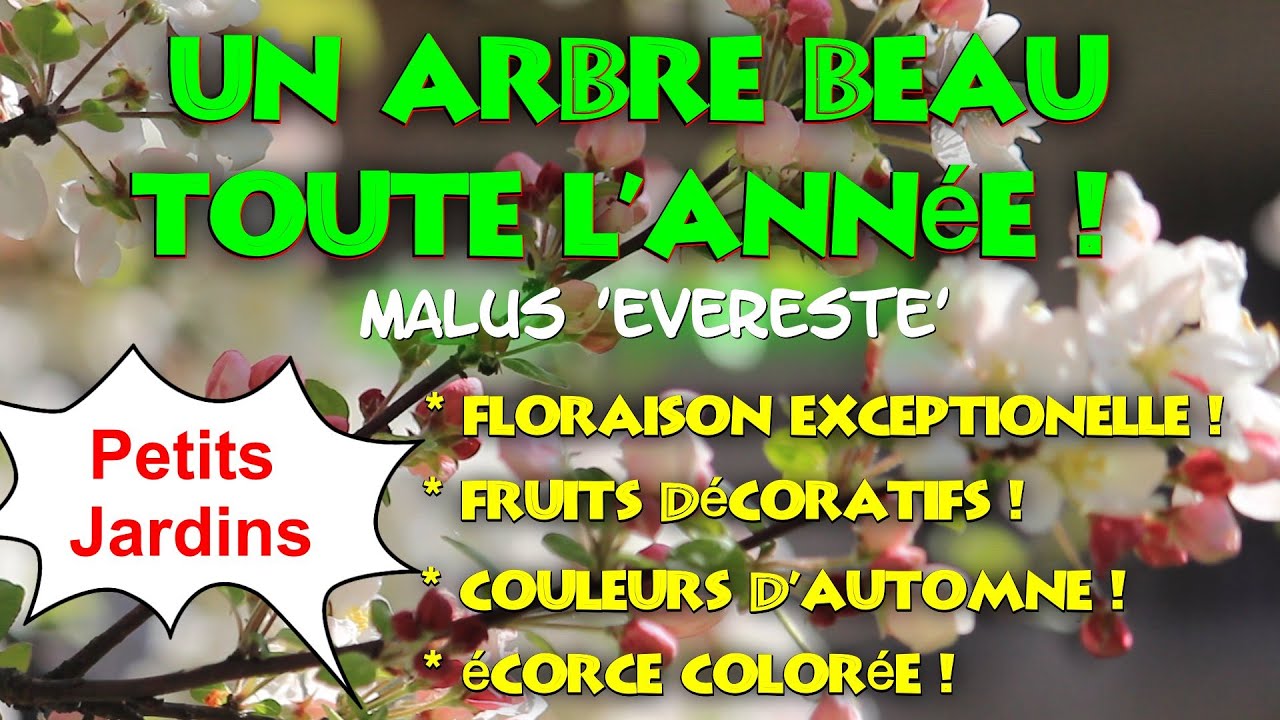 Arbre pour petit jardin à floraison blanche, beau toute l'année ! [Malus 'Evereste']