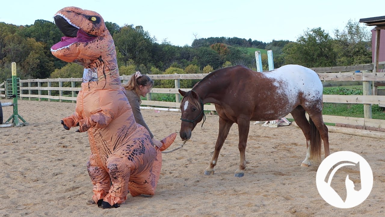 Trying On Costumes For My Horse