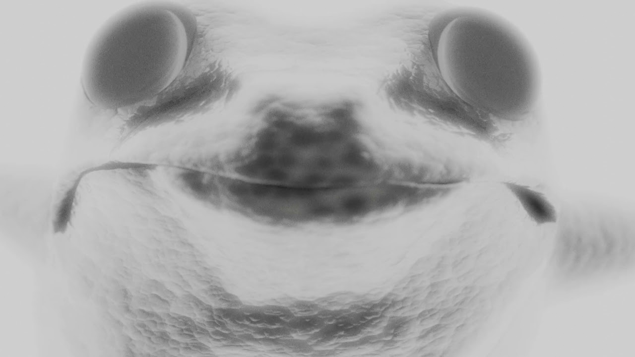 Alytes Muletensis_DSAA1 Numérique_Lisa Bayle & Thomas Baudre