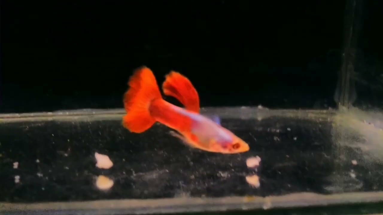 7 reasons why your male guppy won't breed