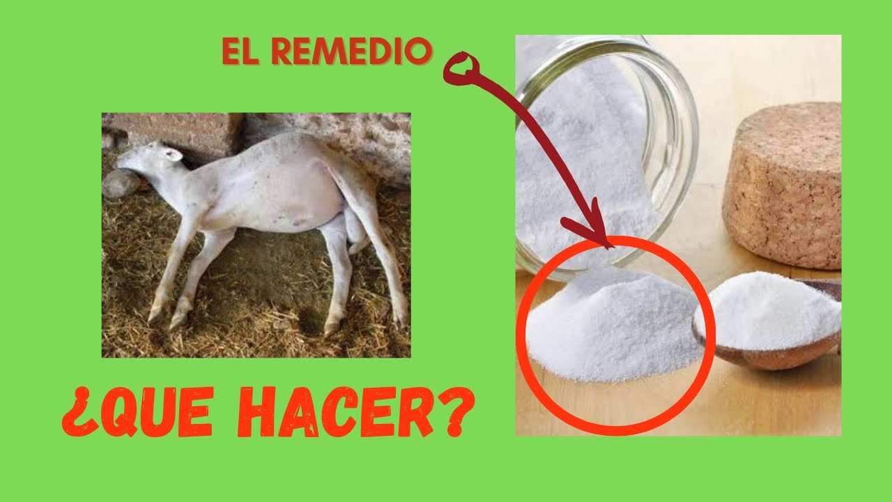 Mi borrego se infló ¿Qué hago?/Timpanismo, qué es y cómo solucionarlo