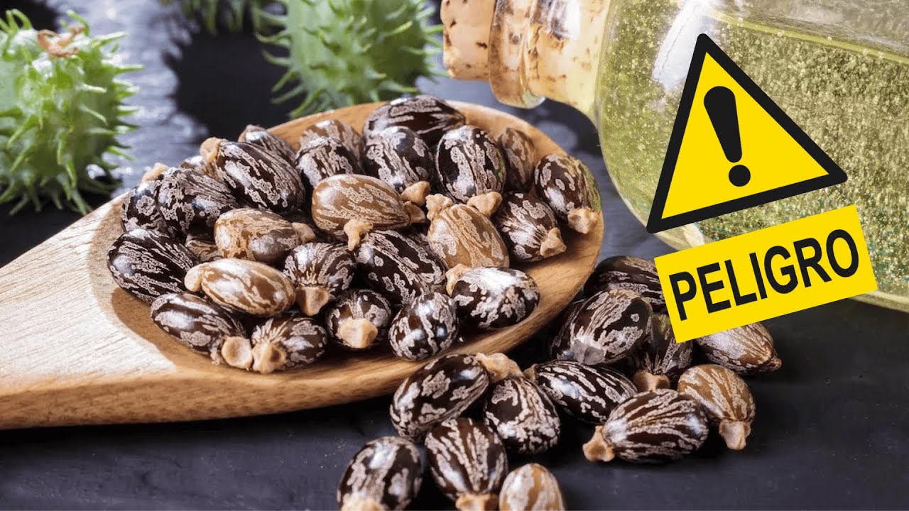 SI VES ESTAS SEMILLAS, TEN CUIDADO!!! - Ricinus Communis y toxina: ricina
