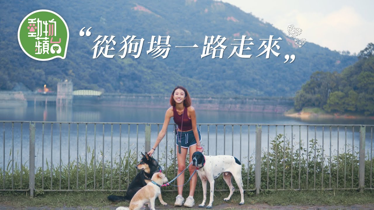 領養狗—繁殖場工作1年親歷狗仔過多轉運大陸 24小時困籠失救至死 辭職領養5犬重過新生 #動物蘋台─果籽 香港 Apple Daily─原刊日期：20201206