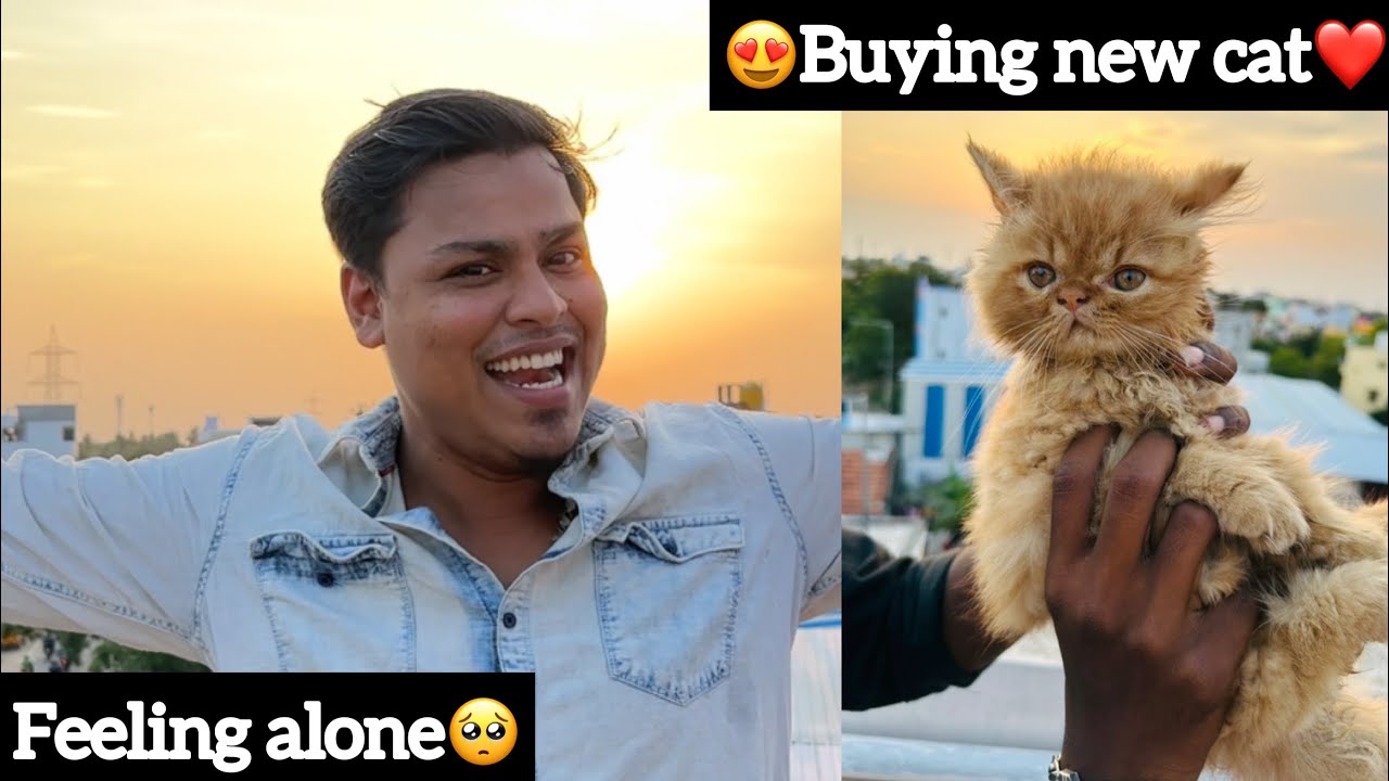 😍Buying New Cat❤️| Feeling Alone🥺| Ajees | Ajsquad