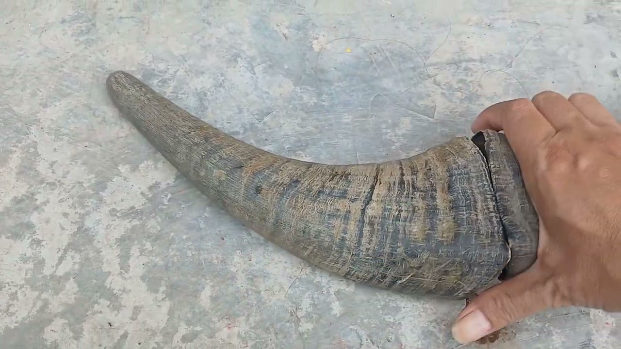 SEPASANG TANDUK | KEBO LANDOH PATI | KOLEKSI PADEPOKAN HARIMAU KUMBANG | DARI  MBAH SEBEH KAYEN
