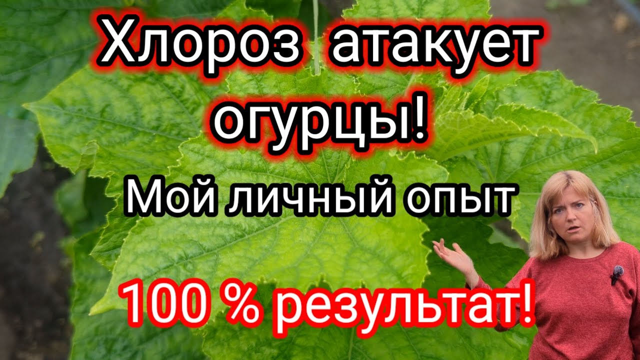 ХЛОРОЗ ОГУРЦА. Недостаток ЖЕЛЕЗА Огурцам. Желтеют ЛИСТЬЯ Огурцов.