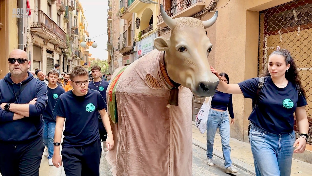La VACA CANALETA d’Almoster amb El 13è CORREBOUS