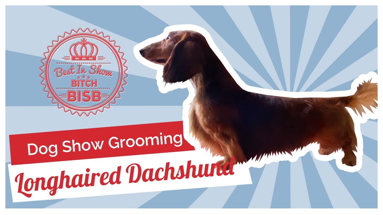 Dog Show Grooming: How to Groom a Longhaired Dachshund