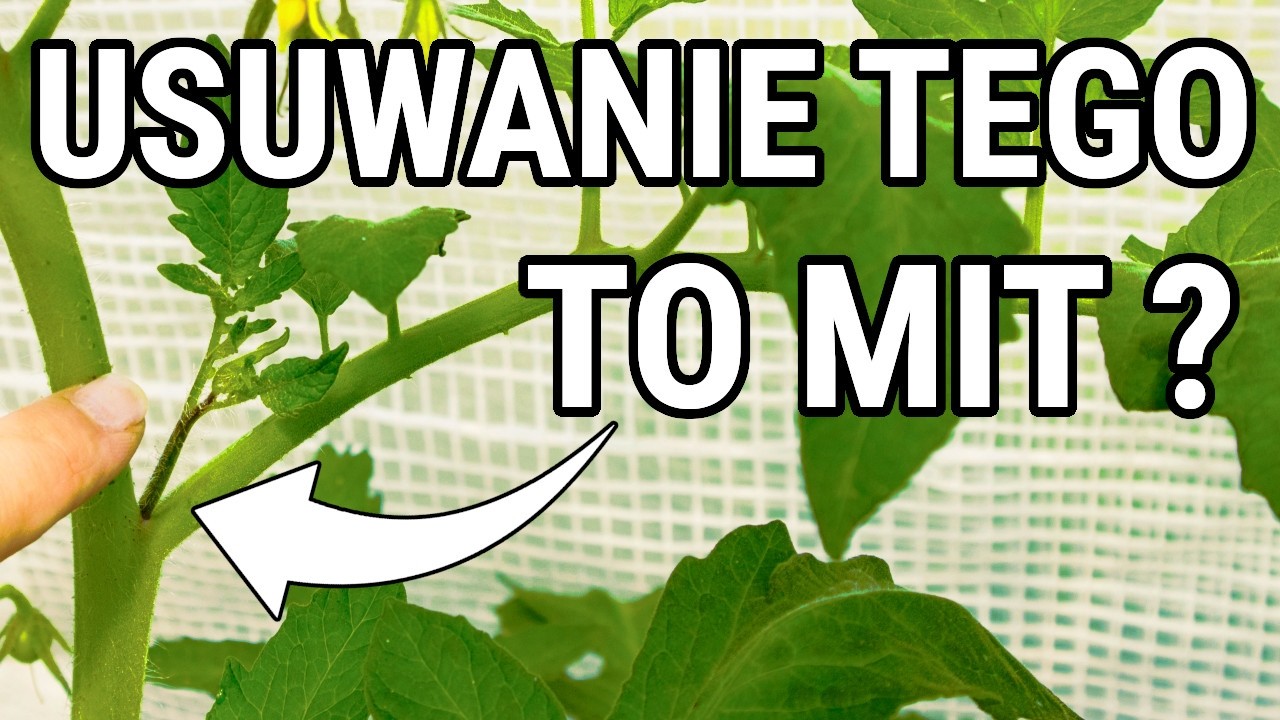 Szkodliwe mity o uprawie pomidora. Jak ich uniknąć?